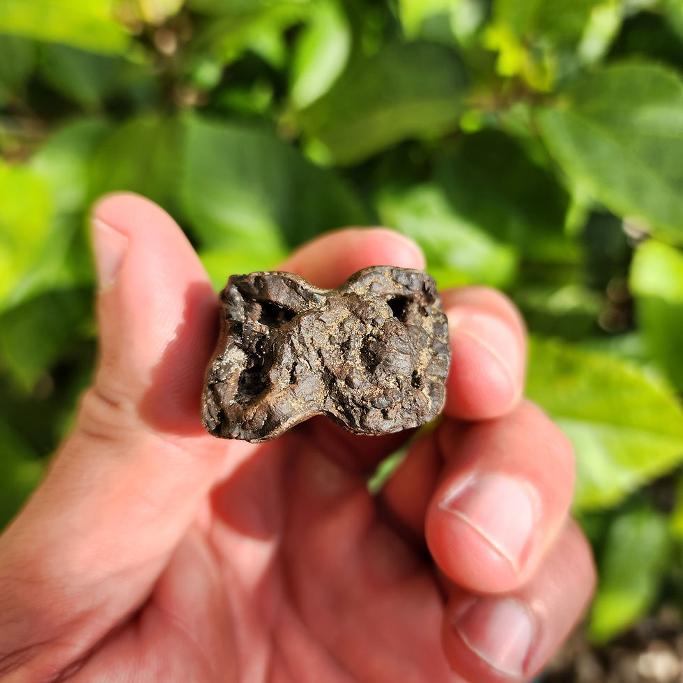 Thumbnail: Florida Bison Tooth