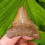 Thumbnail: Megalodon Tooth 1.96" - Florida River