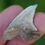 Thumbnail: Light Hemipristis (Snaggle Tooth) 1.346"