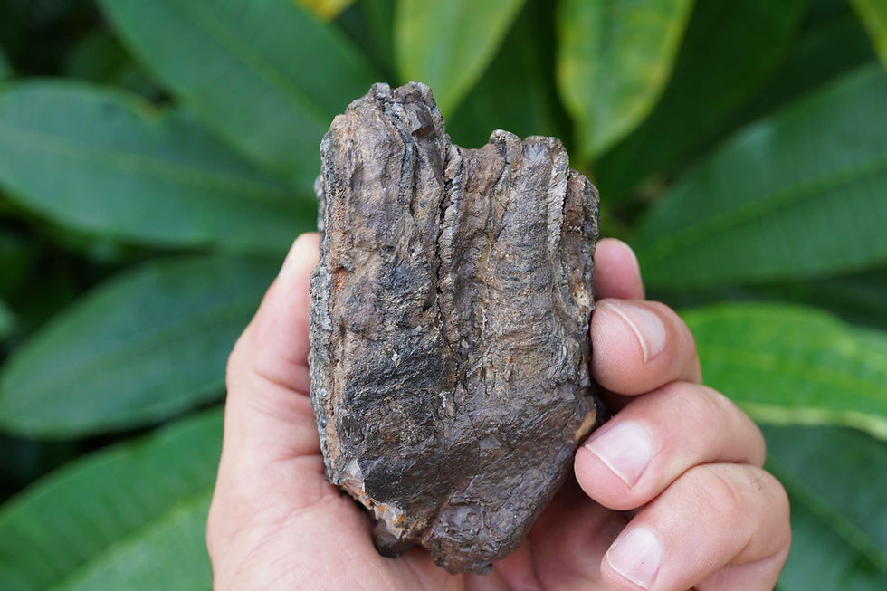 Thumbnail: Columbian Mammoth Tooth Section - Florida River