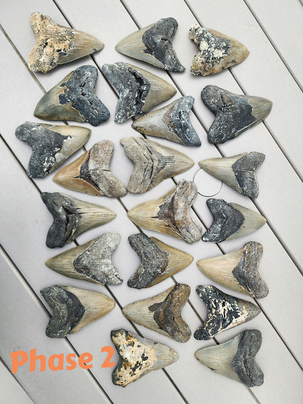 Thumbnail: SUPER ULTRA MEGA PACK!  Guaranteed Megalodon 5-6 inches & 50 more Teeth