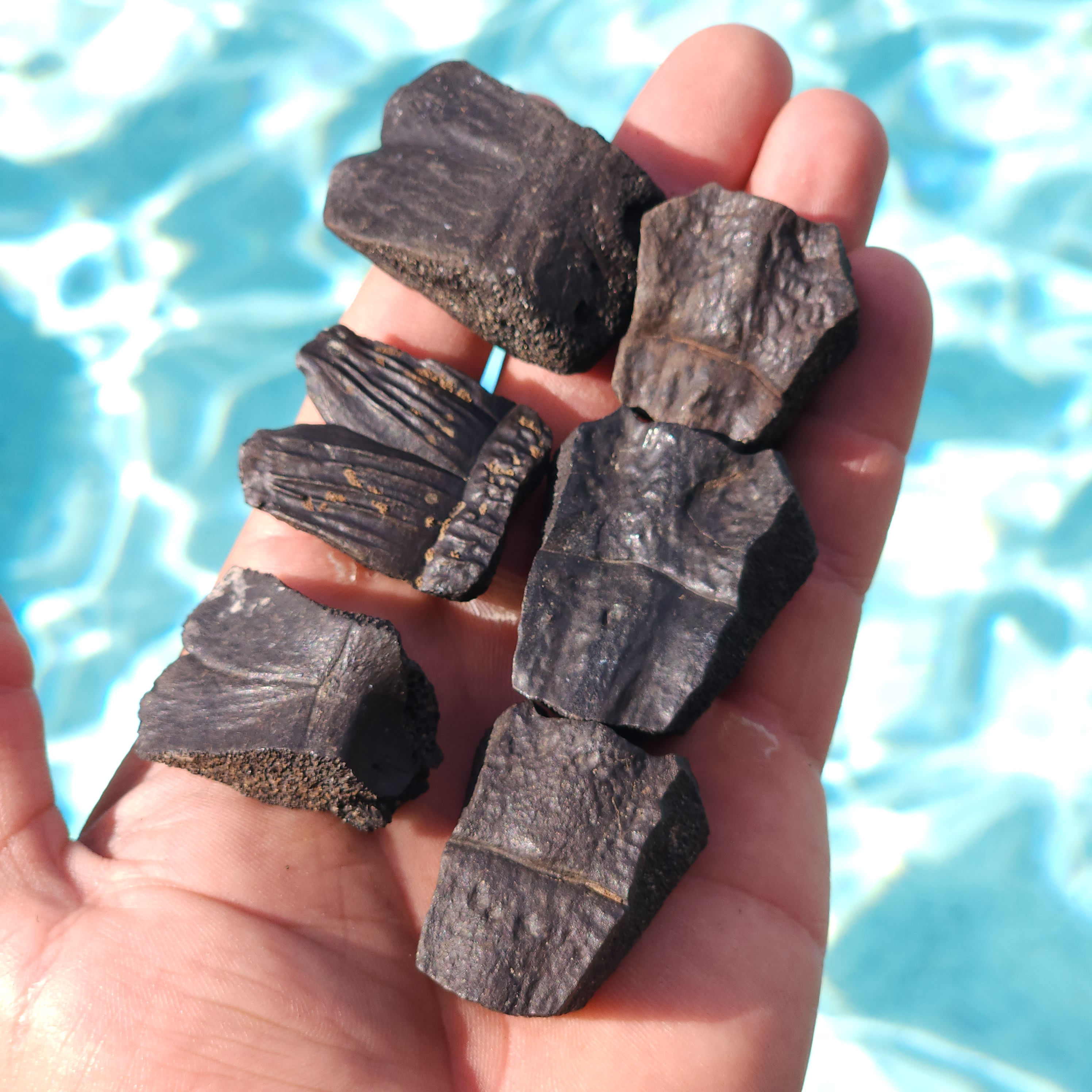 6 Turtle Shell Sections (Those Pictured)