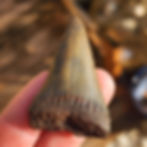 Thumbnail: Mako Shark Tooth 2.07" - Florida River