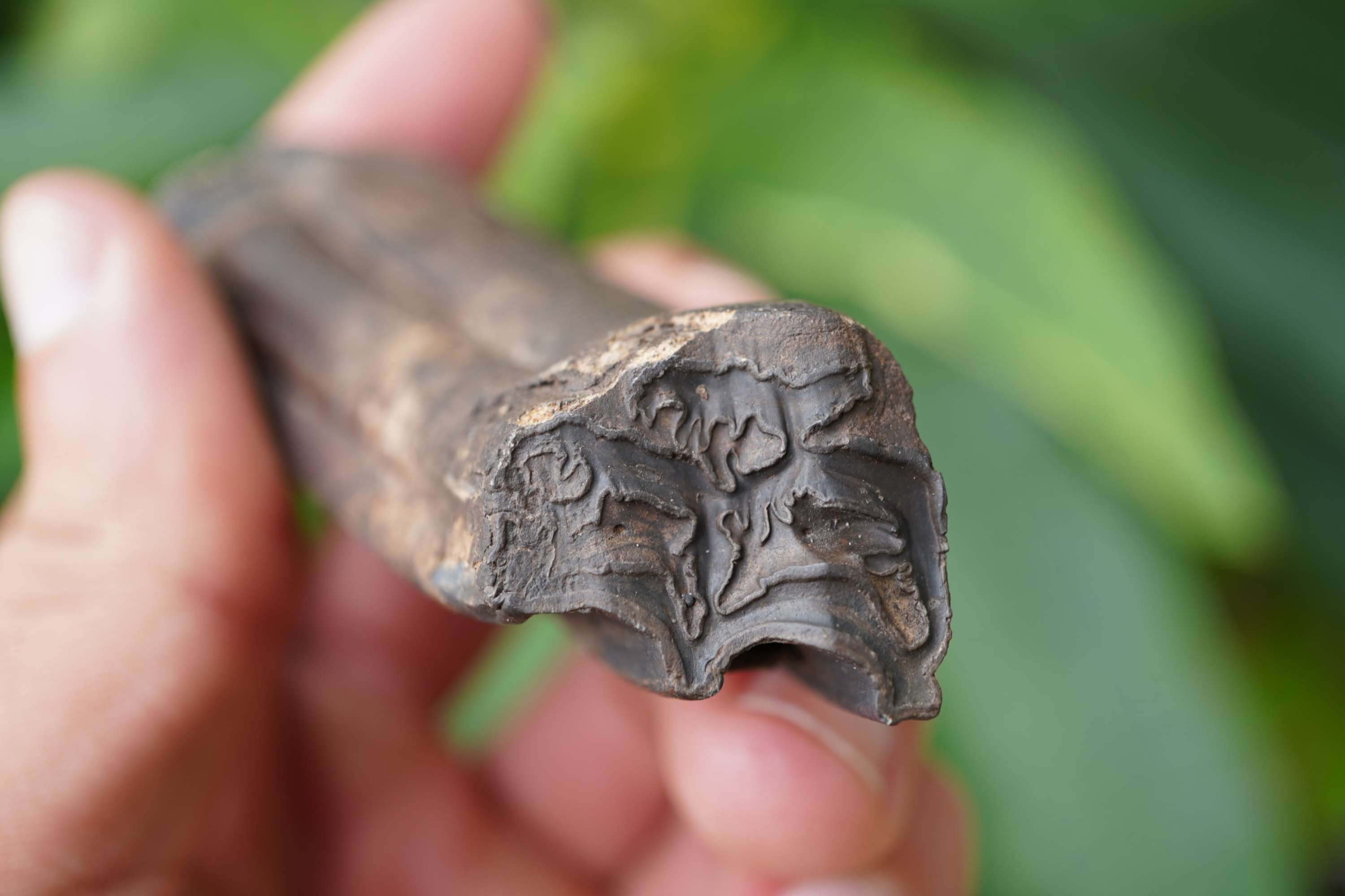 Fossilized Horse Tooth - Florida River