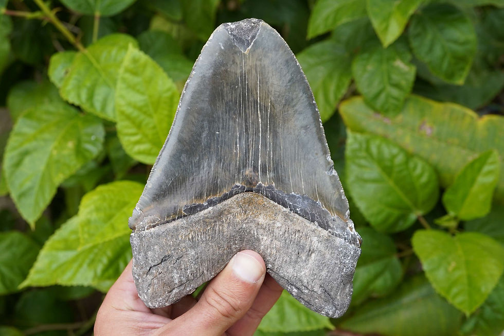 Thumbnail: Megalodon Tooth 6.12"!!! - North Carolina