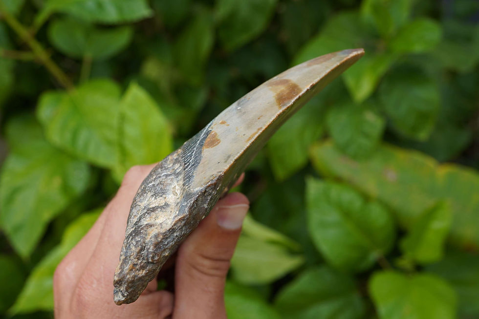 Thumbnail: Megalodon Tooth 5.03" - North Carolina