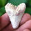 Thumbnail: Coral Encrusted Megalodon Tooth 1.84" - Bone Valley