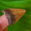 Thumbnail: Megalodon Tooth 1.37" Florida River
