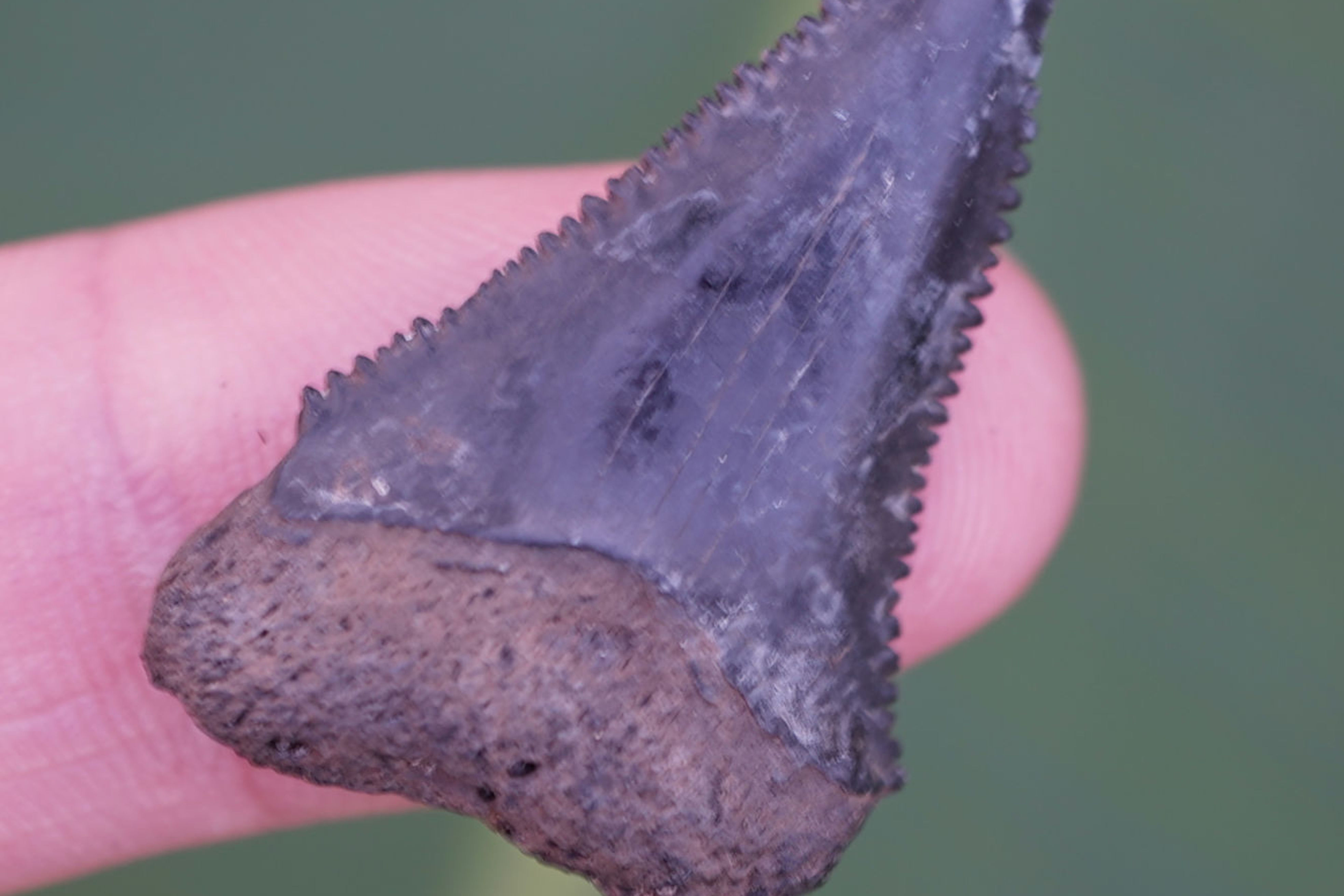 Great White Shark Tooth (1.35") - Fossilized- Florida River