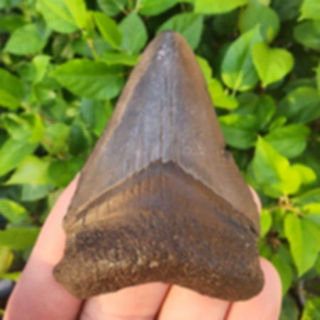 Megalodon Tooth 2.76" - Florida River