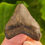 Thumbnail: Megalodon Tooth 1.37" - Florida River