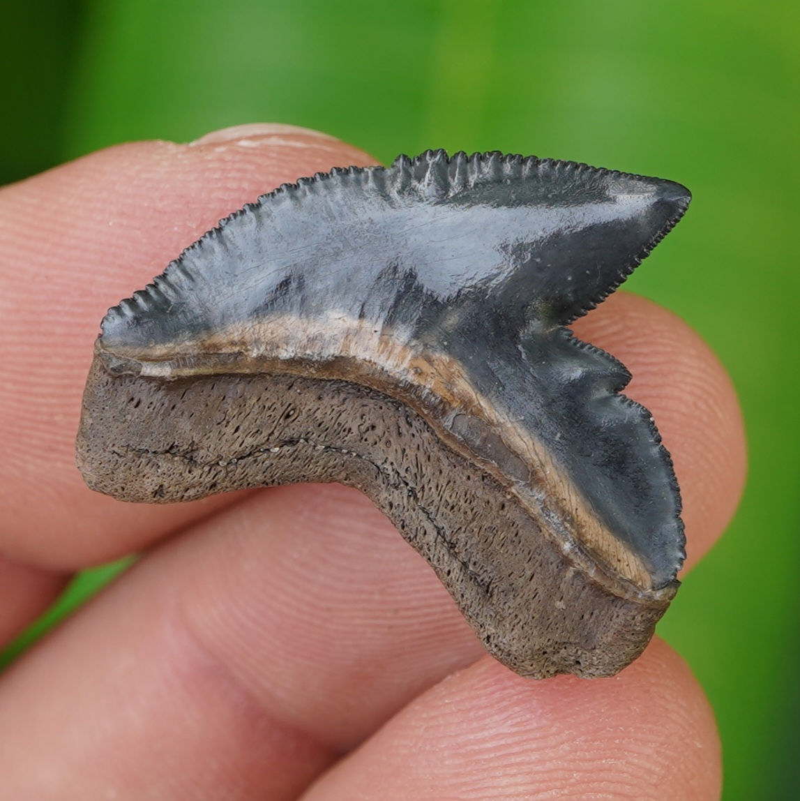 CHOICE Tiger Shark Tooth 1.17" - Fossilized - Florida