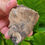Thumbnail: Coprolite - (Fossilized Poop) - Florida River