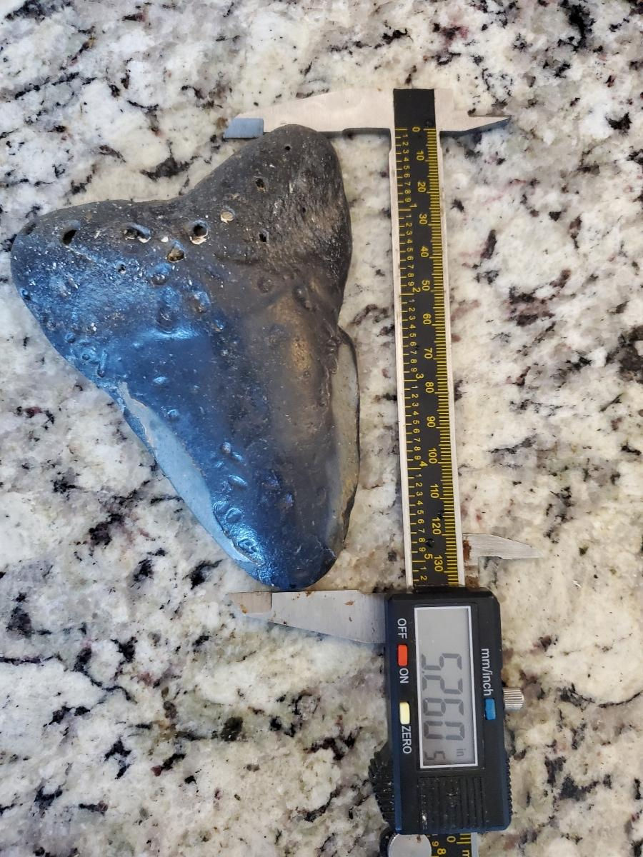 Thumbnail: Megalodon Tooth 5.26" -Carolina 