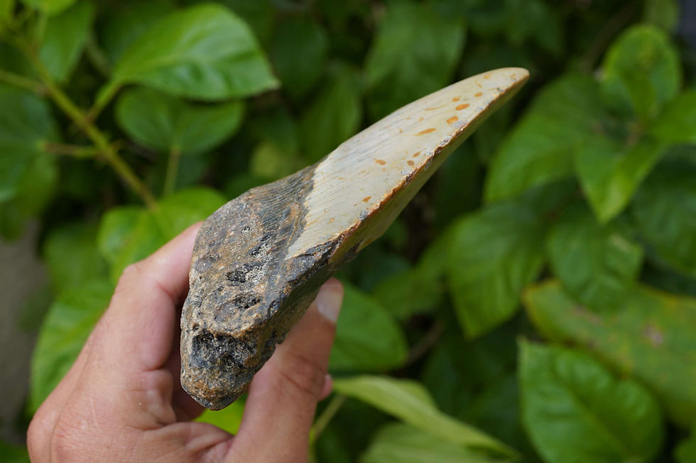 Thumbnail: Megalodon Tooth 5.34" - North Carolina