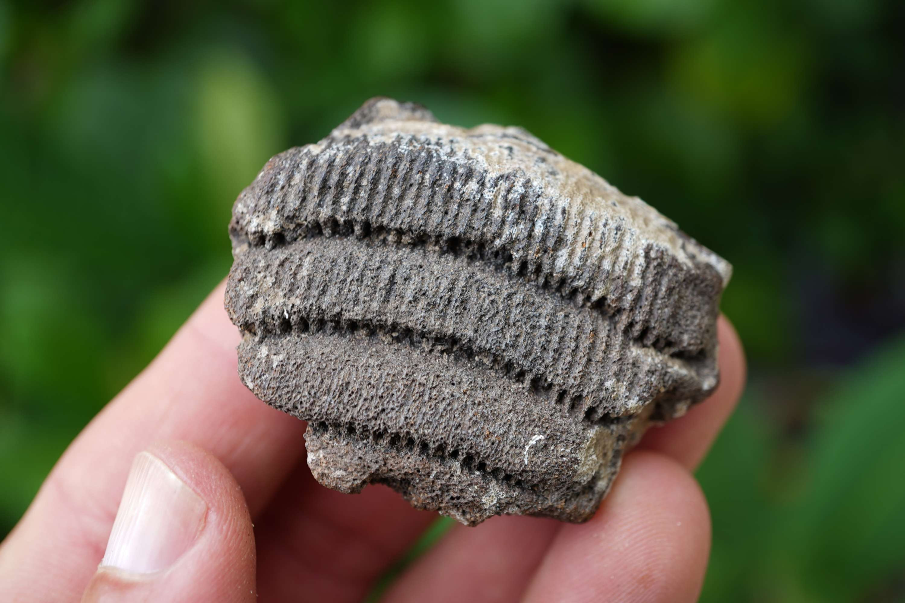 Stingray Mouth Plate section - Florida River