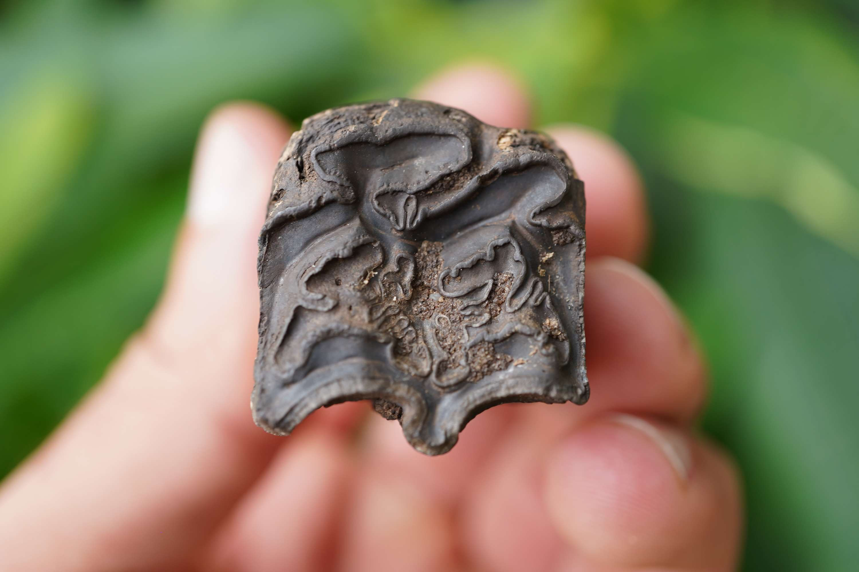 Fossilized Horse Tooth - Florida River