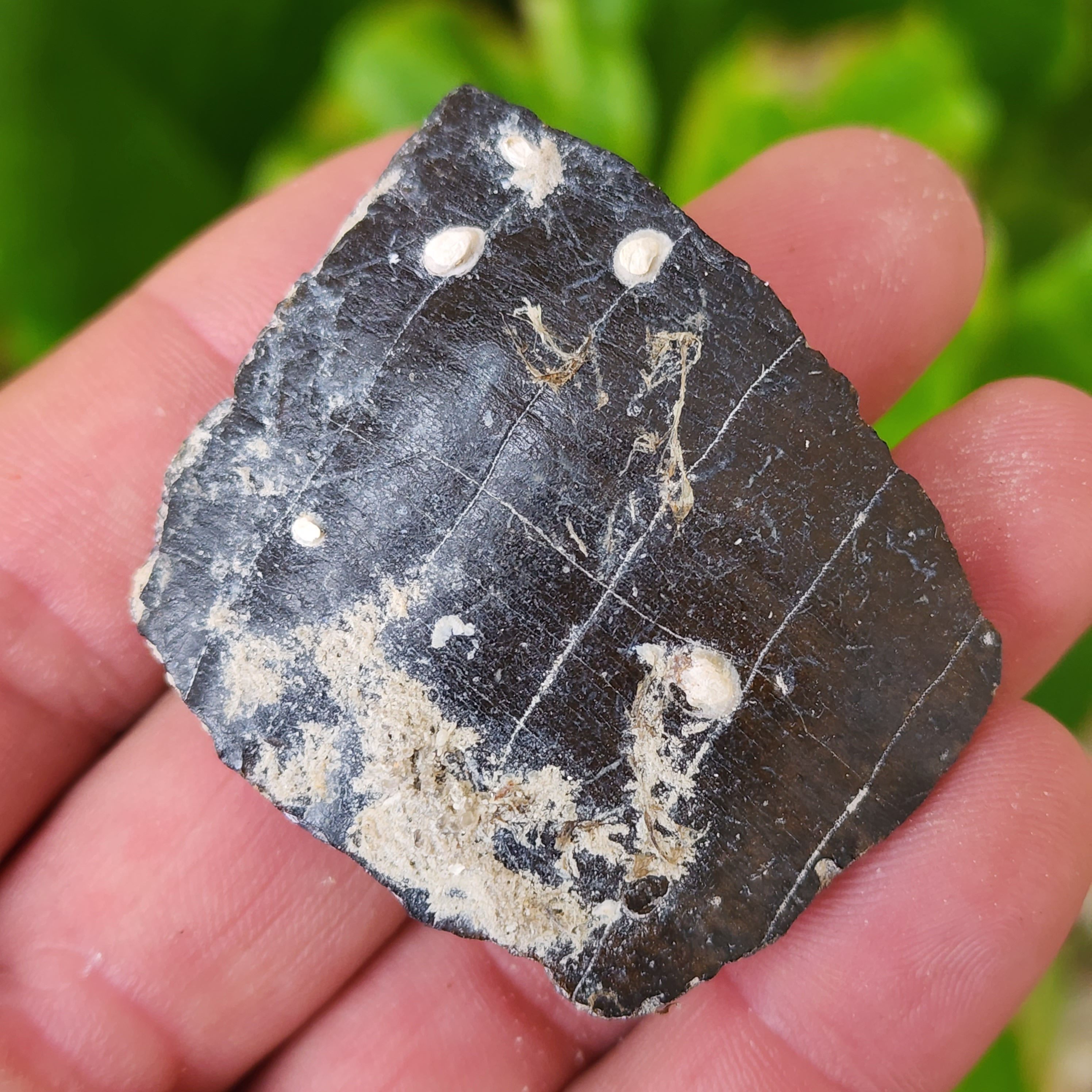 Stingray Mouth plate section