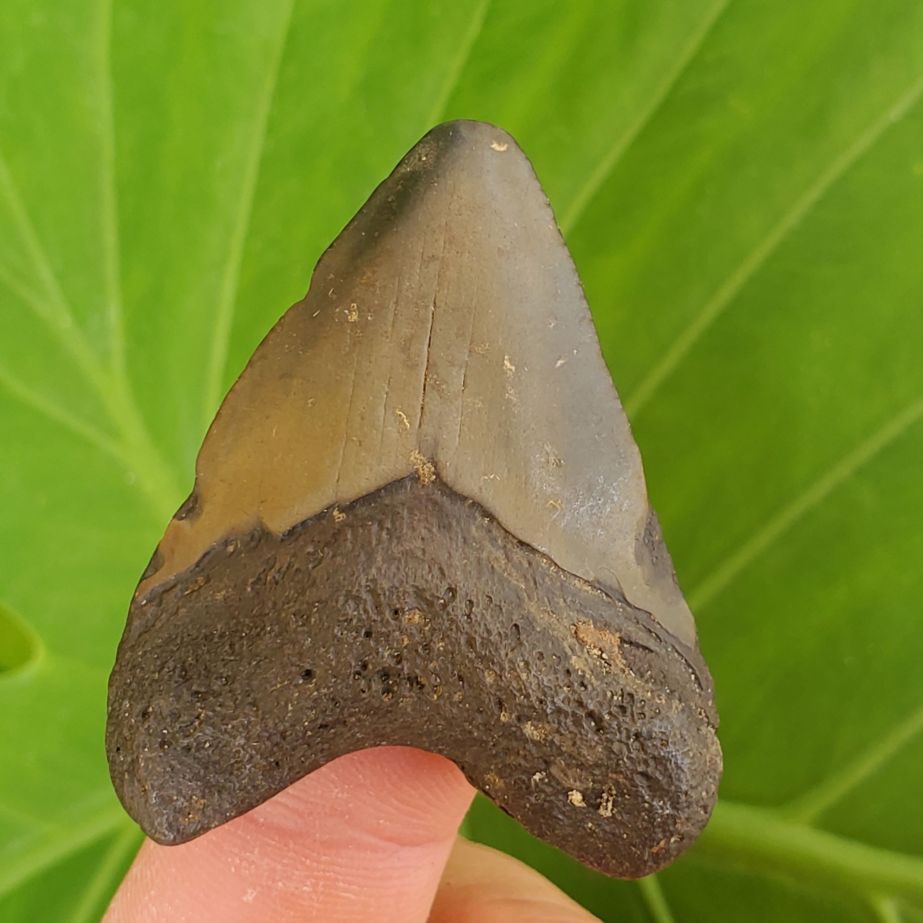 Megalodon Tooth 1.89" - Florida River