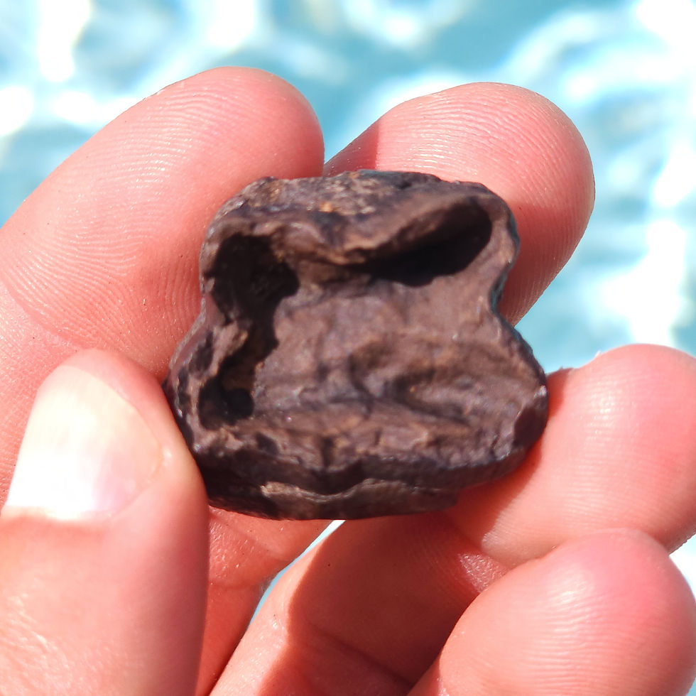 Thumbnail: Tapir Tooth