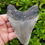 Thumbnail: Megalodon Tooth 4.992" -Carolina 