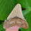 Thumbnail: Megalodon Tooth 1.68" - Florida Land Site