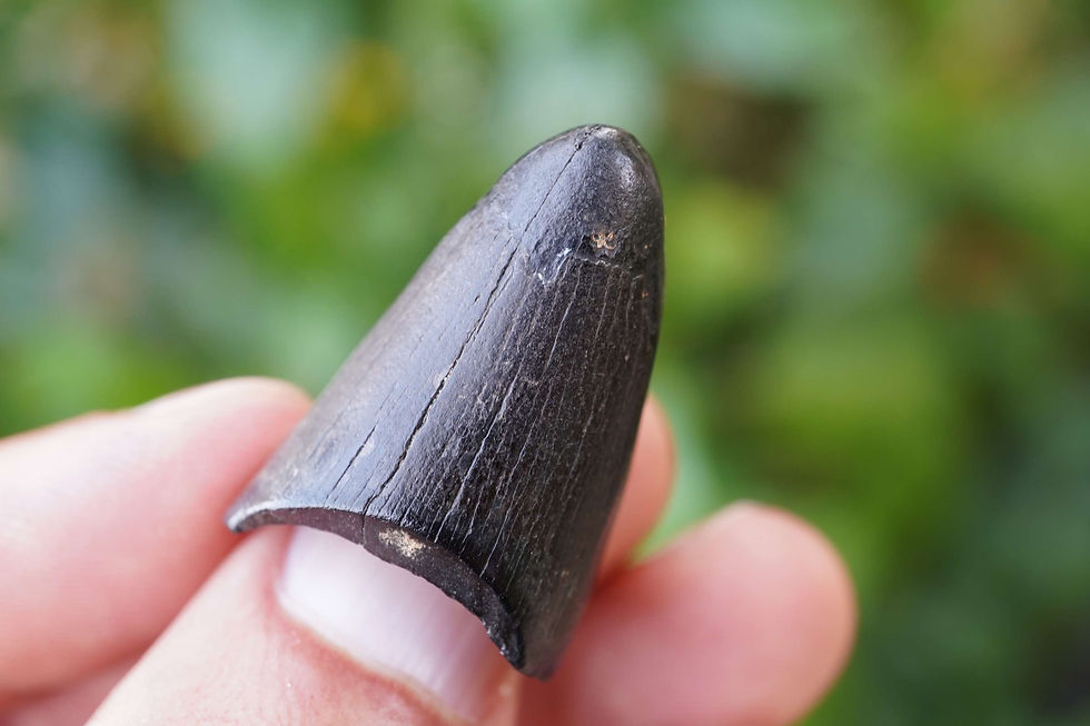Thumbnail: Alligator Tooth - 1.314" Florida River