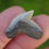 Thumbnail: Tiger Shark Tooth 0.927" - Fossilized - Florida