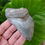 Thumbnail: Megalodon Tooth 4.13" - Florida Gulf
