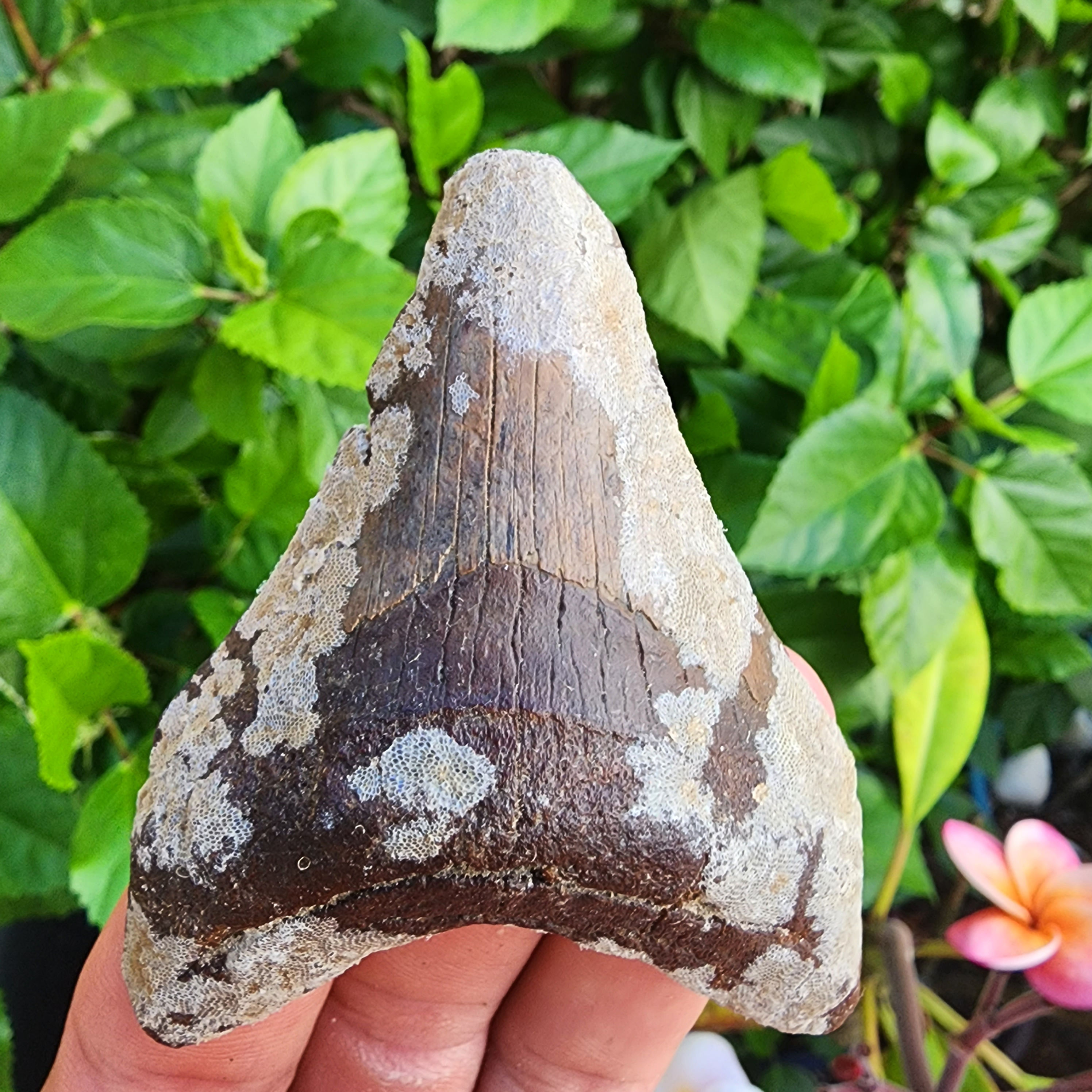 Megalodon Tooth 3.13" - Florida River - May choose to clean