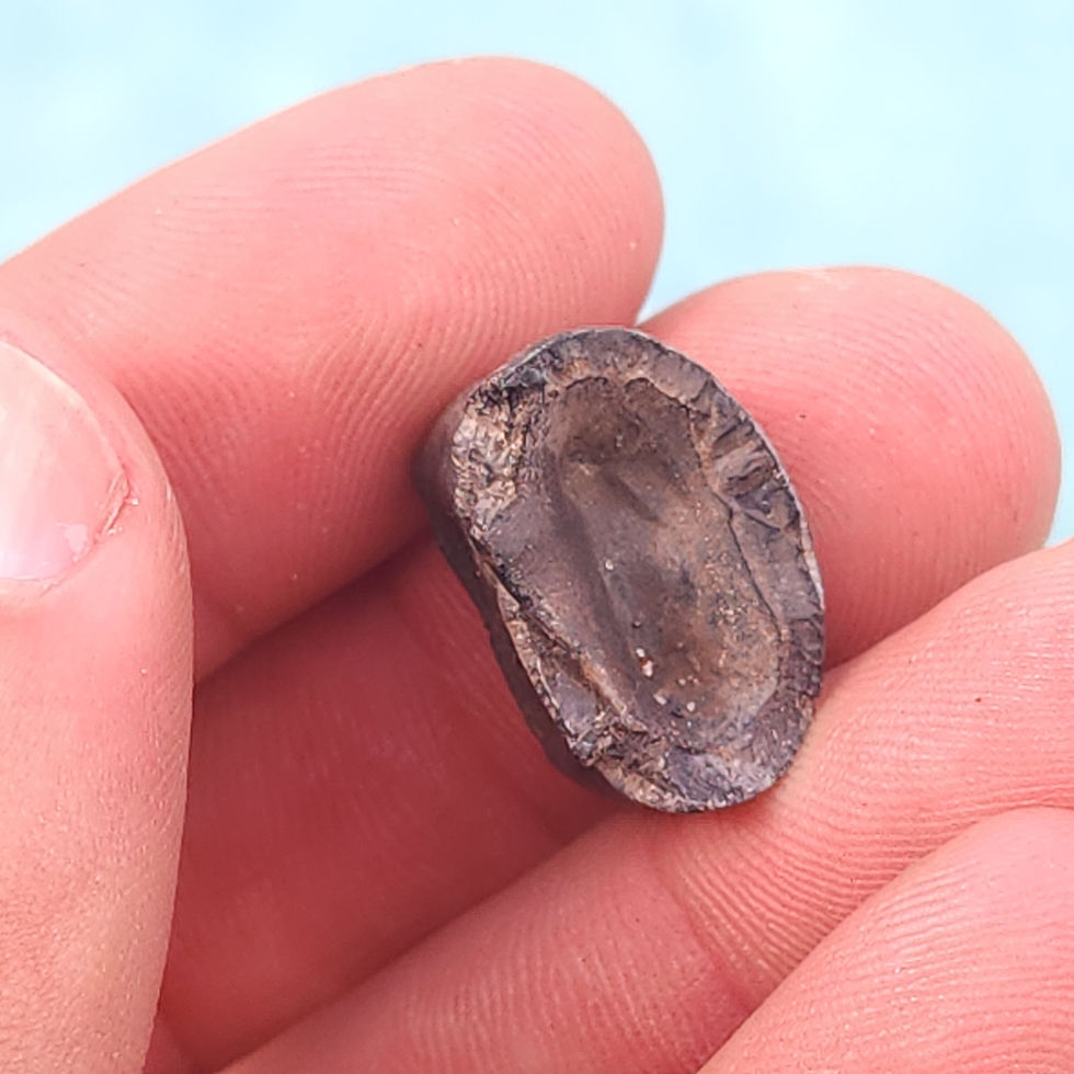 Thumbnail: Tapir Tooth Section