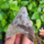 Thumbnail: Megalodon Tooth 3.13" - Florida River - May choose to clean