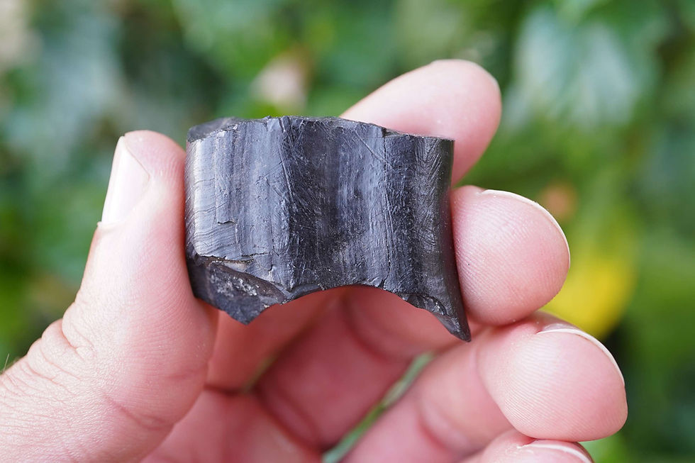 Thumbnail: Giant Sloth Tooth - Florida Ice Age