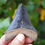 Thumbnail: Megalodon Tooth 3.323" - Florida River