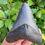 Thumbnail: Megalodon Tooth 2.68" - Florida River