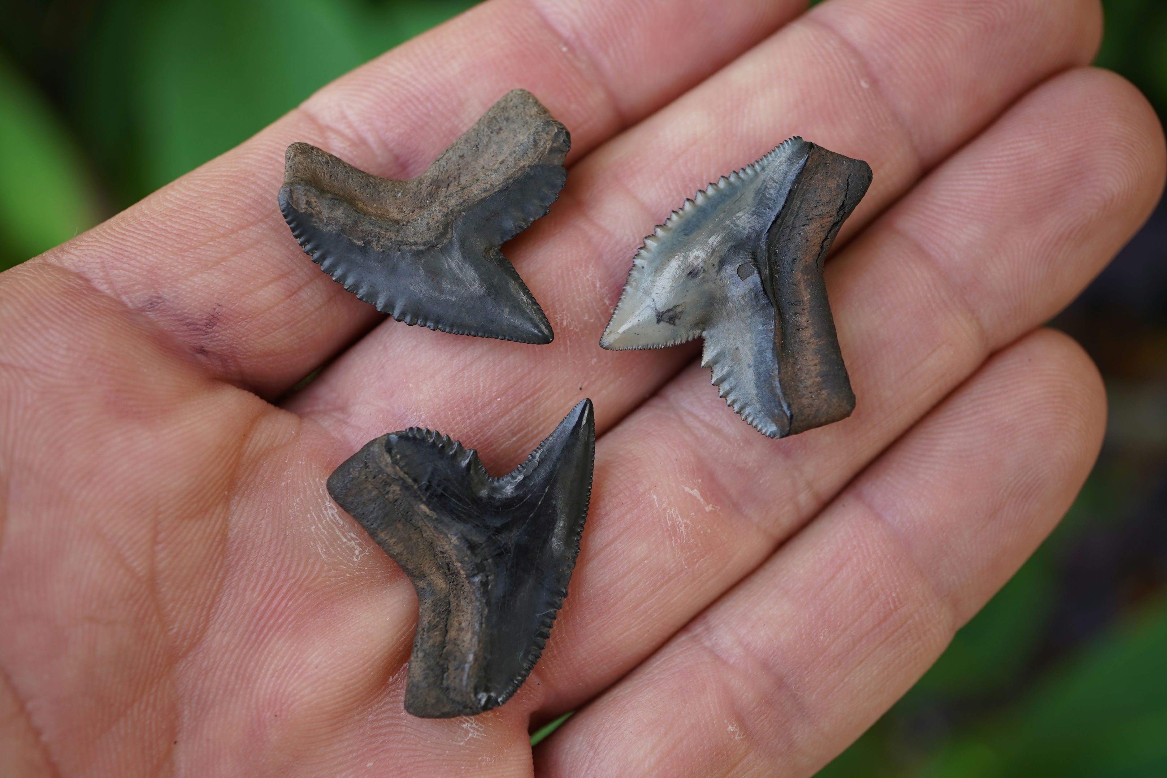 Gorgeous Tiger Shark Teeth (3) Fossilized - Florida River