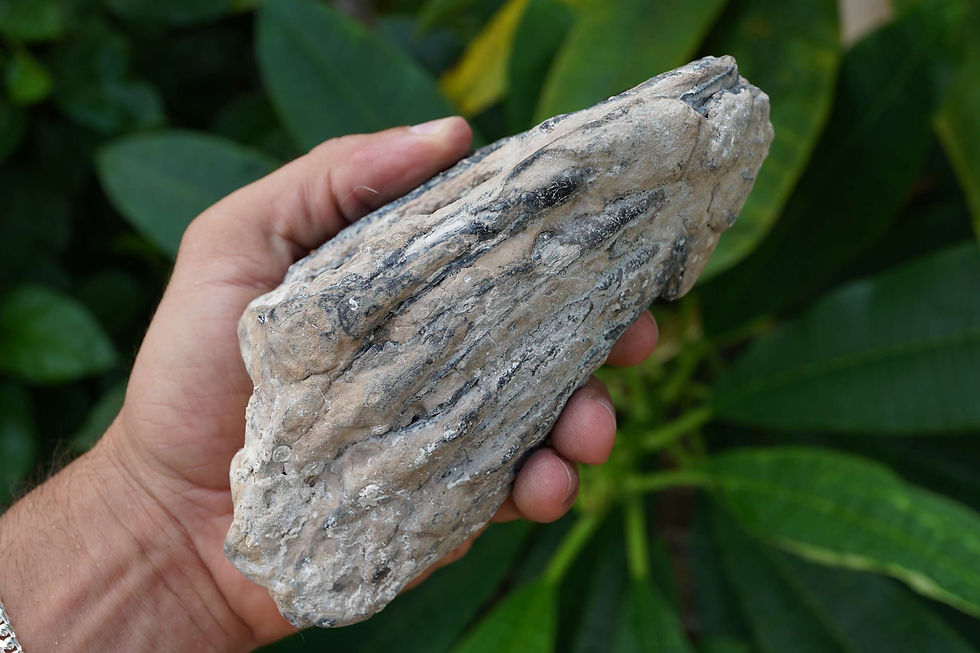 Thumbnail: WITH CAVITY!  Columbian Mammoth Tooth Section - Florida River