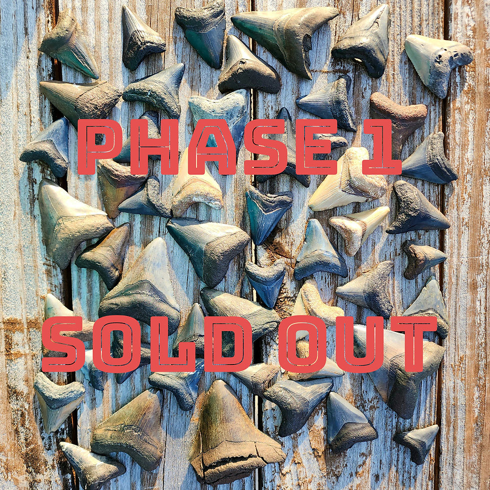 Thumbnail: PRIME PACK!  Guaranteed Megalodon 2-3 inches & 25 more Teeth