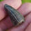 Thumbnail: Alligator Tooth - 1.25" Florida River