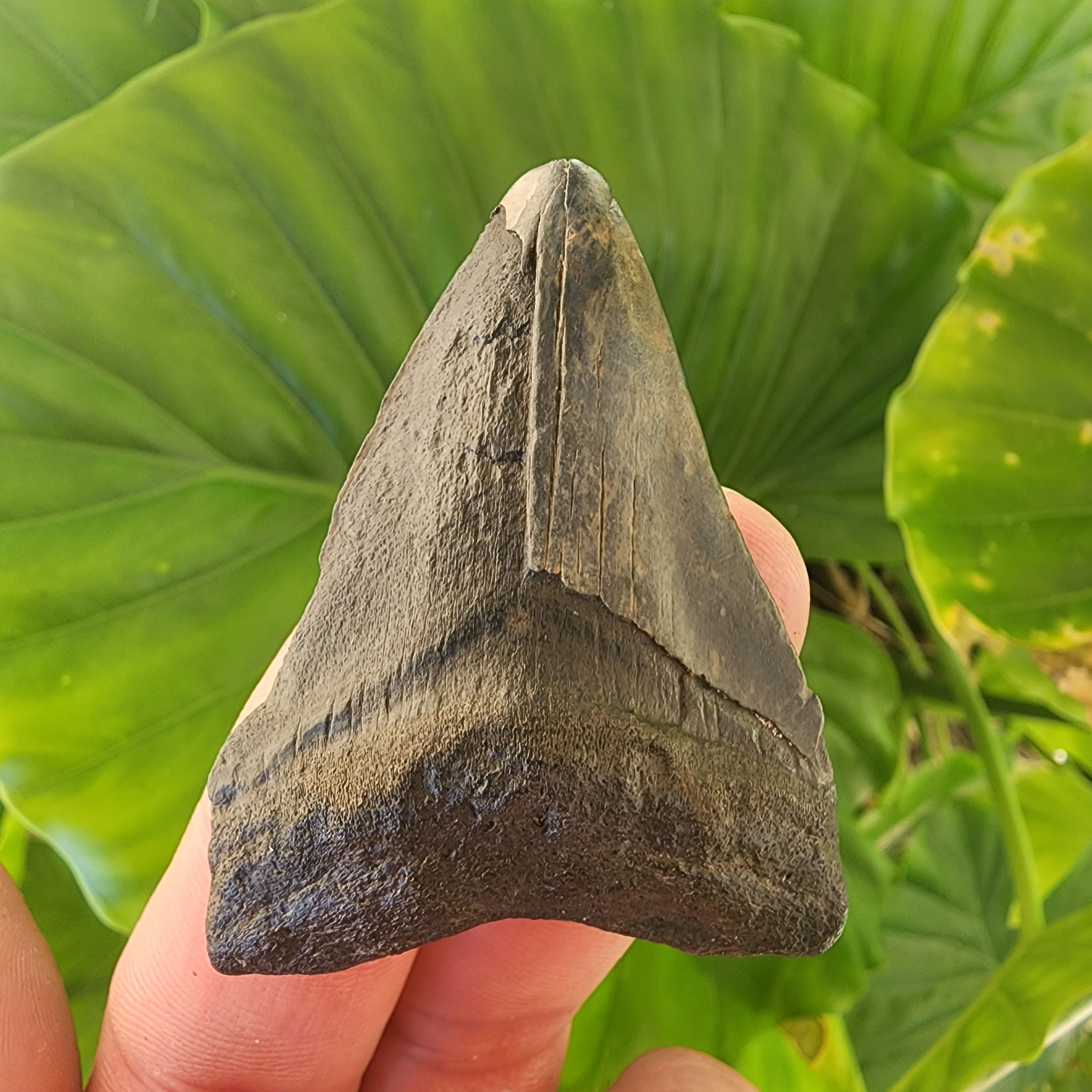 Megalodon Tooth 2.31" - Florida River