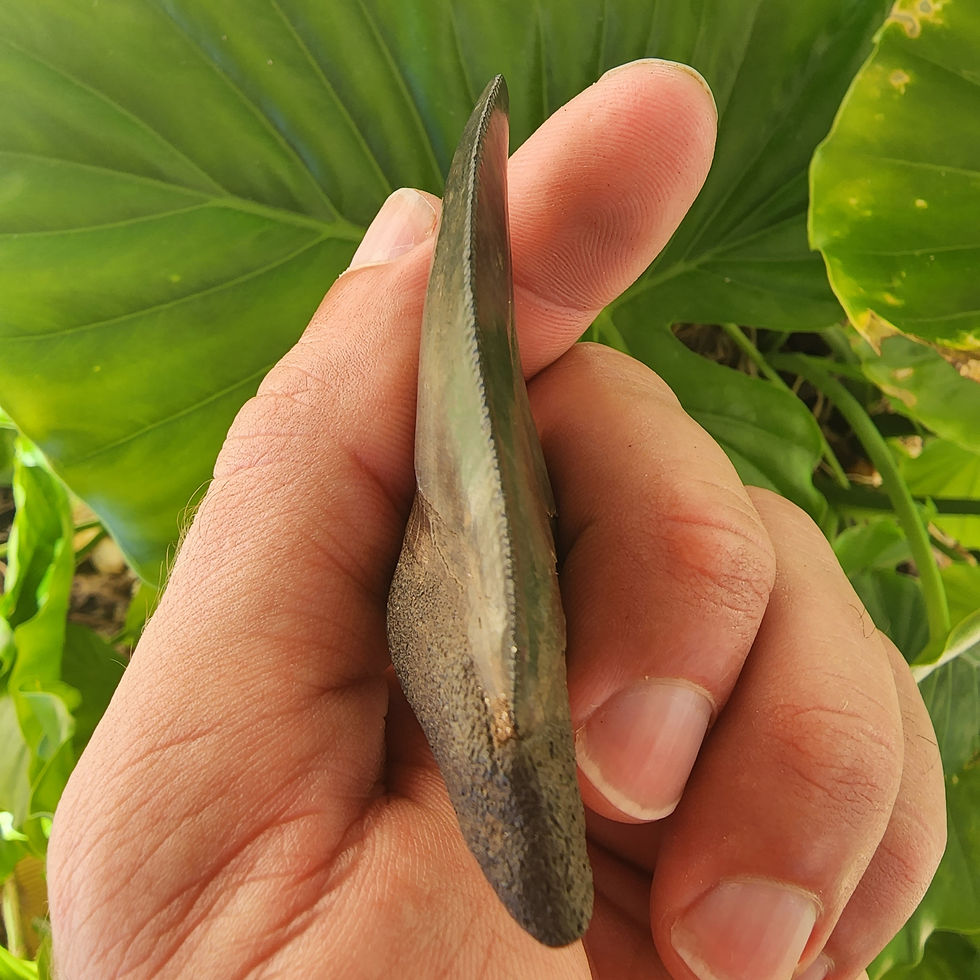 Thumbnail: Megalodon Tooth 2.86" - Florida River
