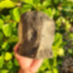 Thumbnail: Whale Vertebrae - Florida River