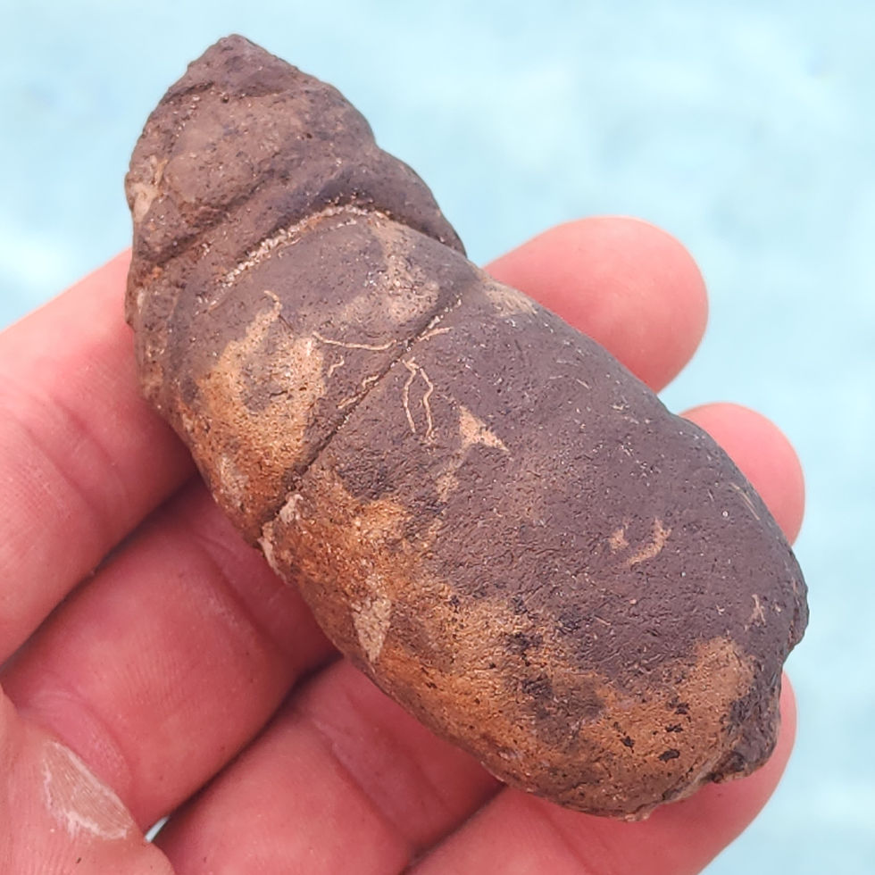 Thumbnail: Coprolite - (Fossilized Poop) - Florida River