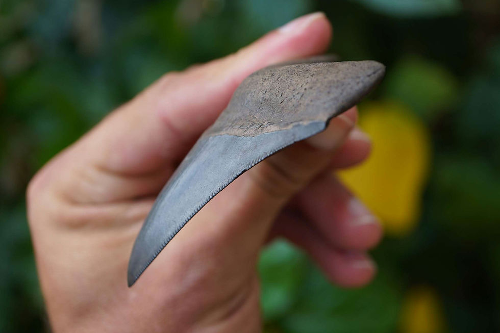 Thumbnail: Megalodon Tooth 3.323" - Florida River