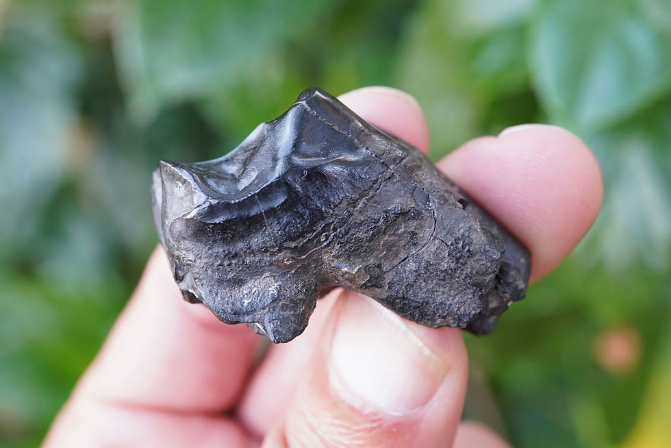 Thumbnail: Tapir Tooth - Florida Ice Age