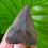 Thumbnail: Megalodon Tooth 2.17" Florida River
