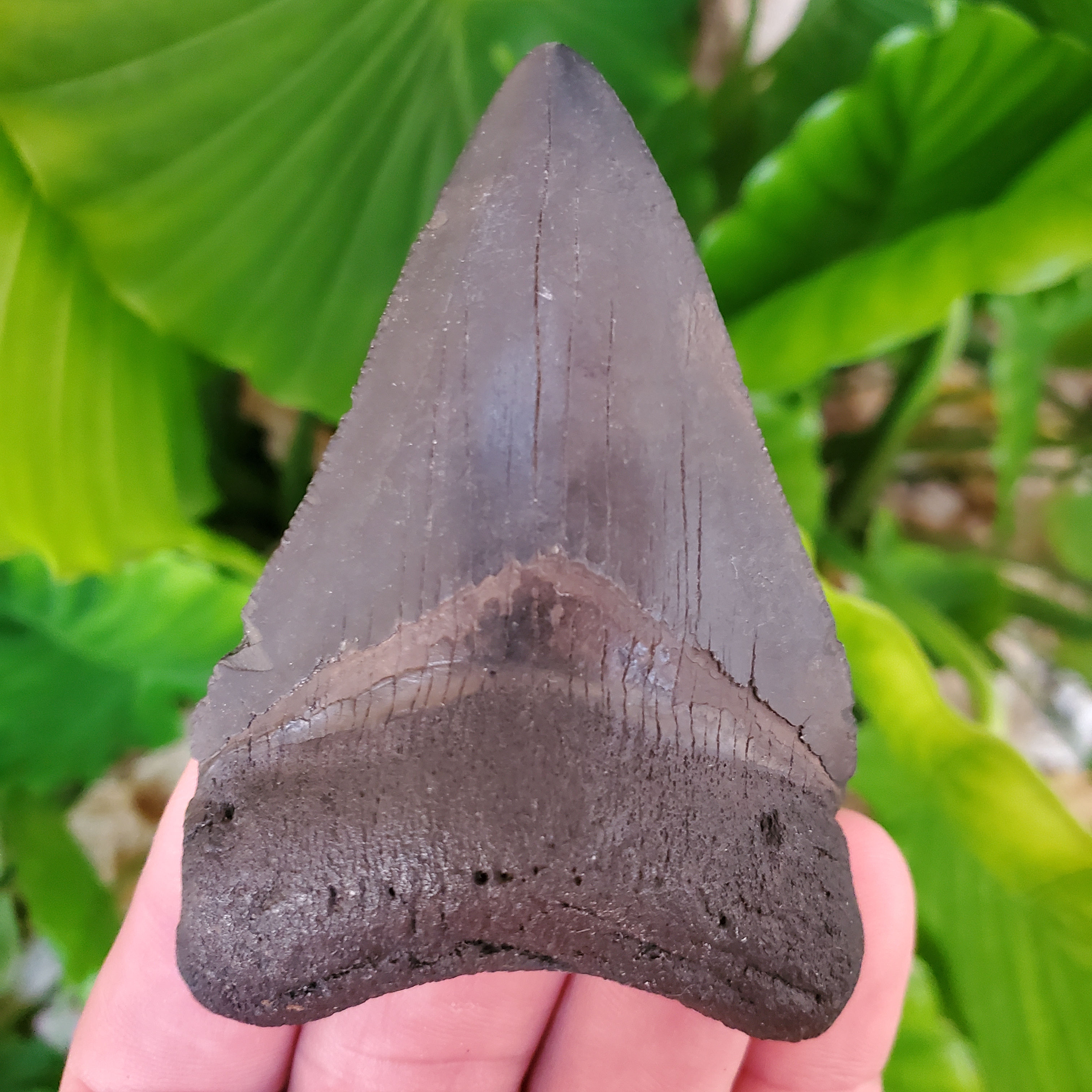 Megalodon Tooth 3.19" - Florida River