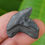 Thumbnail: Tiger Shark Tooth 1.26" - Fossilized - Florida