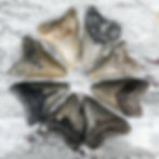 Thumbnail: MEGA PACK!  Guaranteed Megalodon 4-5 inches & 50 more Teeth