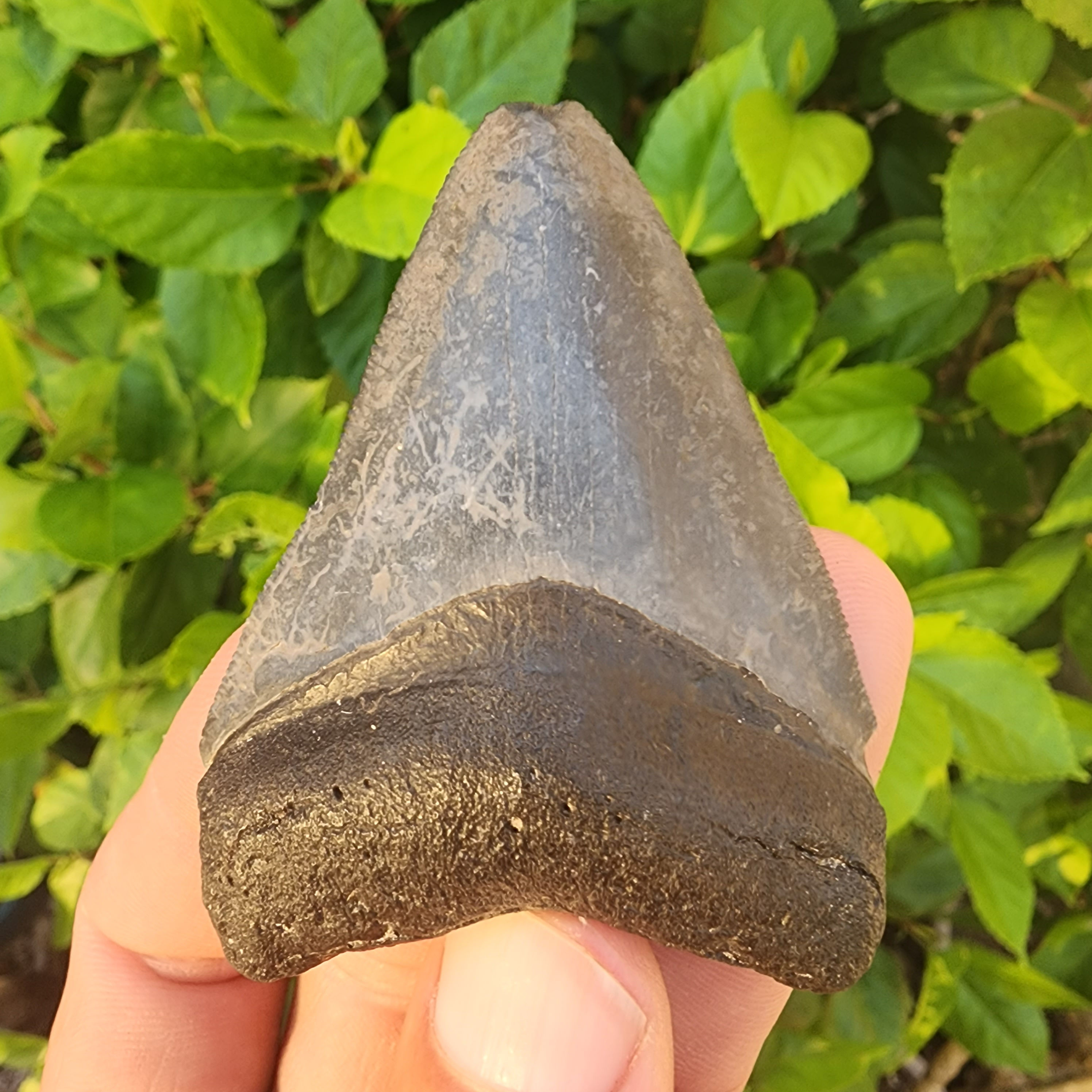 Megalodon Tooth 2.62" - Florida River